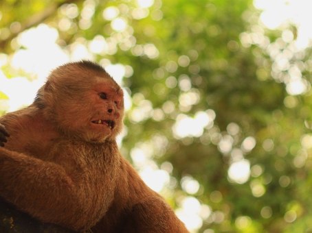 monkeys-beach-misahualli-suchipakari.jpg.454x340_default.jpg