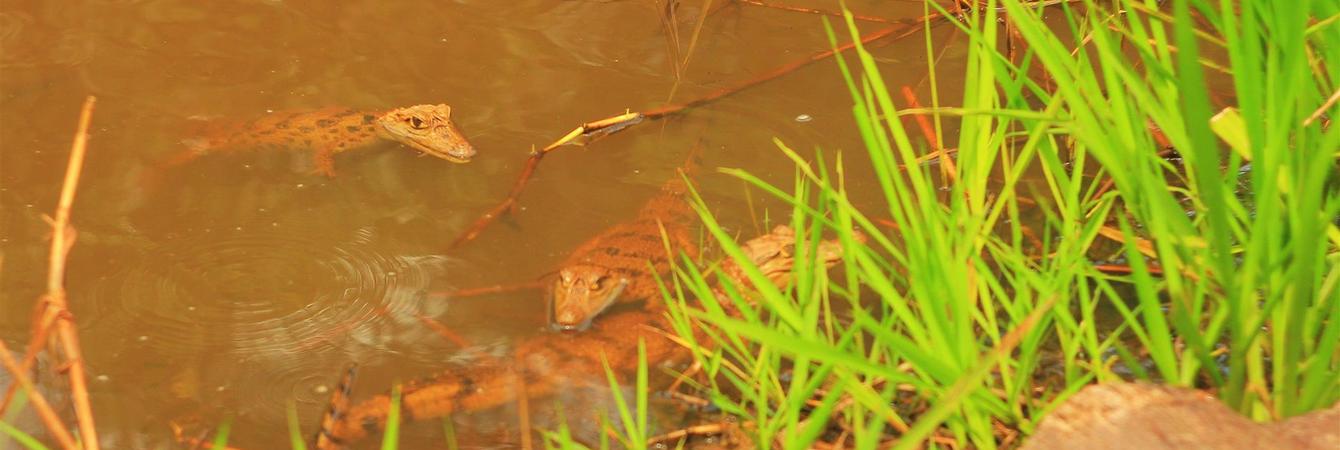 caiman-lakes.JPG.1340x450_0_96_6978.JPG