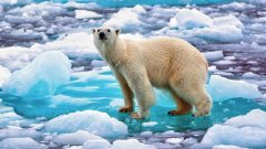 畅游斯匹次卑尔根寻找北极熊
