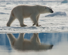 寻找北极熊-畅游北斯匹次卑尔根偶遇北极熊
